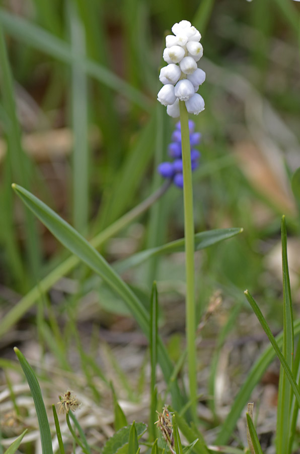 Muscari botryoides, albino